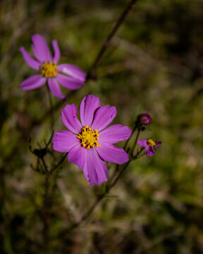 Flor Morada