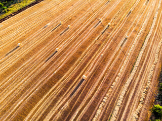 Aerial drone top scenic sunset view of many rolled hay bales on harvested golden wheat field at countryside against blue sky. Agricultural rural nature scene. Country farming landscape background © Kyryl Gorlov