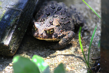 frog on the ground