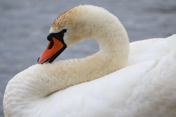 Close up swan head