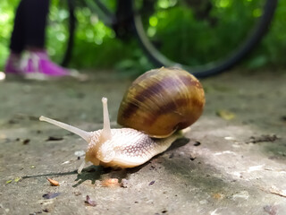 a snail is crawling across the road.