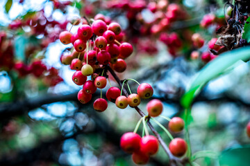 red berries on a tree