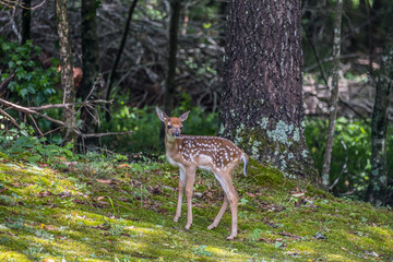 Fawn by itself in the forest