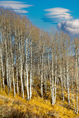 A grove of aspen trees along a trail a short distance from Red Fish Lake, Idaho