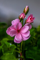 Obraz premium spring flower