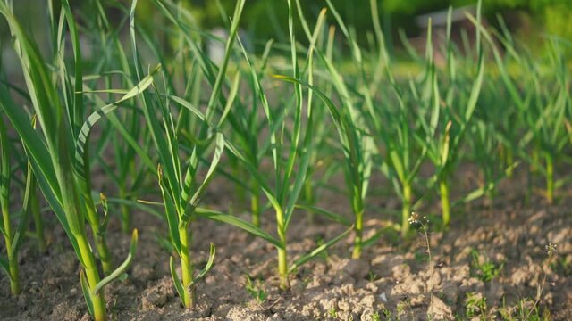 Sun shines on young garlic plants growing in garden