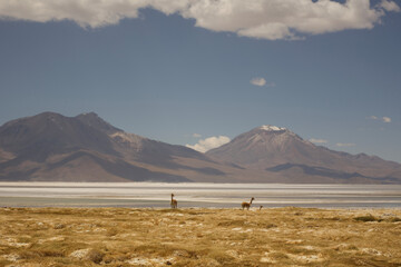Salar de Surire, Chilean Altiplano
