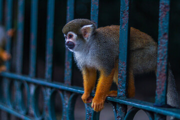 Little monkey in the woods. Monkey.