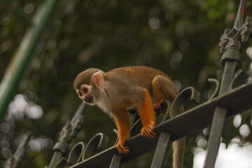 Little monkey in the woods. Monkey.