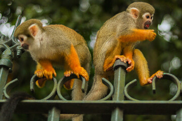 little monkey in the woods.