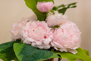 Beautiful bouquets of peonies. Flower backgrounds made of peonies.