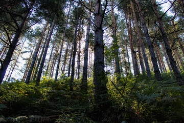 Coniferous forest lit by the morning sun on a foggy in summer. Healed forest with plants and ferns.