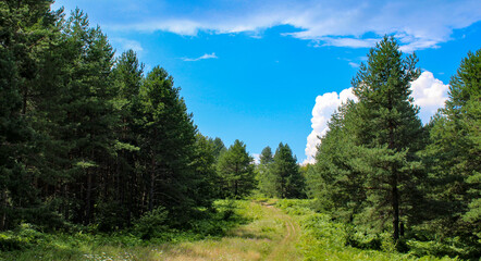 Fototapeta na wymiar Banner. The forest. A wild road through the forest. Perfect summer landscape. A beautiful day with a few white clouds in the sky.