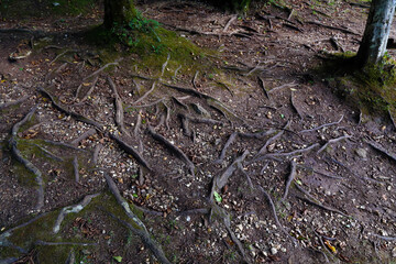 Expanse of tree roots that emerge from the ground. Umbrian forest, Gargano promontory, Italy