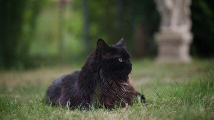Black Cat