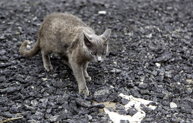 Gray cats abandoned in the street