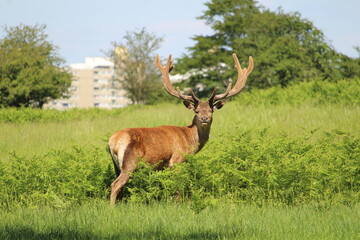 Dazzling deer in the park