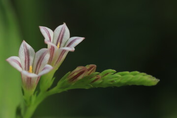 Fototapeta premium close up of a flower
