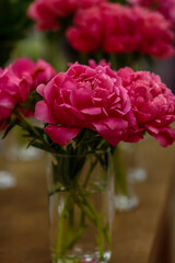 A beautiful peony flower of the variety Charismatic
