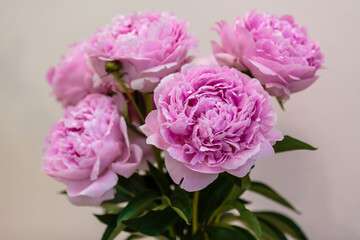 A beautiful peony flower of the variety Sarah Bernhardt