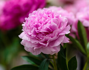 A beautiful peony flower of the variety Venus