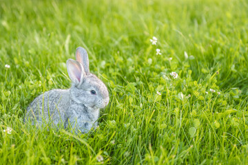 little cute gray bunny sits on a background of green grass in the summer in the sun during the day. High quality photo