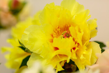 A beautiful yellow peony flower of the variety Treasure Yellow