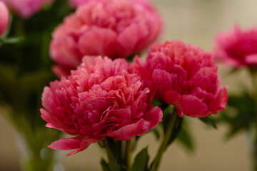 A beautiful peony flower of the variety Lorelei