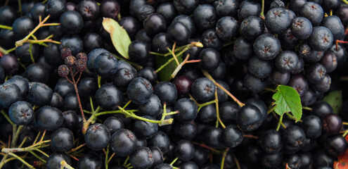 Banner. Freshly picked chokeberry berries. Fruit chokeberry. Aronia fruit. Background of chokeberry berries with a couple of green leaves.