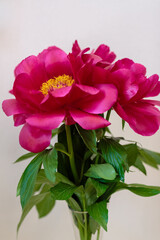 A beautiful peony flower of the variety Red Red Rose