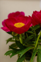 A beautiful peony flower of the variety Scarlett O Hara