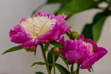 A beautiful peony flower of the variety Sweet Shelly