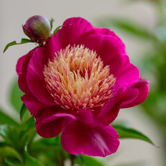 A beautiful peony flower of the variety Usra Major
