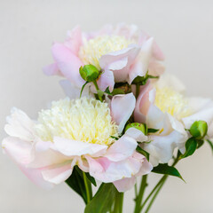 Pink flowers of peony Vanity. Beautiful peonies in a bouquet.