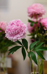 A beautiful pink peony flower of the variety Venus