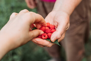 Female hand taking fresh raspberries from another woman, freshly picked