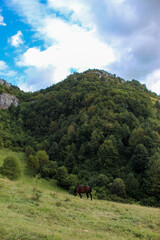 Wild stallion in the wild. A wild horse. A wild horse in the nature above Sarajevo in Bosnia and...