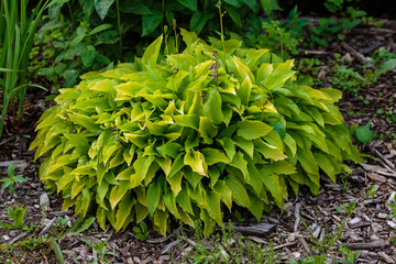 Hosta (lat. Hosta) in garden. Hosta - genus of perennial herbaceous plants of the family Green. Beautiful bright green leaves ornamental plant hosta.
