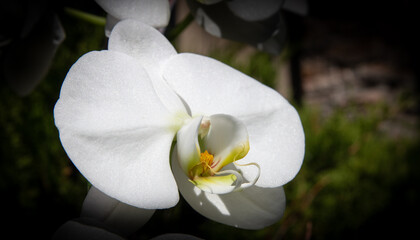 Sunlit white orchid flower