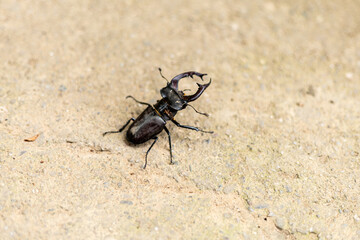 One, single European stag beetle on the ground