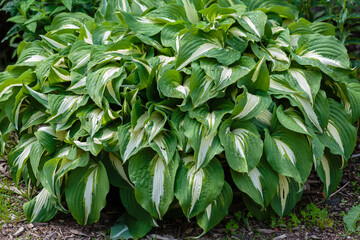 Hosta (lat. Hosta) in garden. Hosta - genus of perennial herbaceous plants of the family Green. Beautiful bright green leaves ornamental plant hosta.