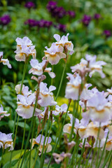 Blossoming iris flower in a garden