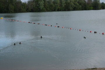 Des canards dans l'eau
