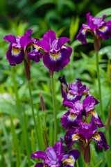 Blossoming iris flower in a garden