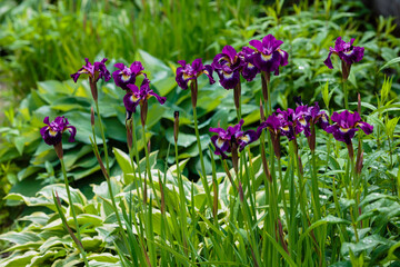Blossoming iris flower in a garden