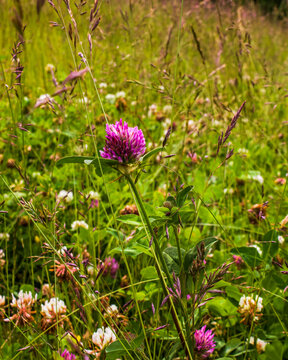 Purple clover blossom surrounded by wildflowers