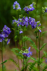 Flowers and inflorescence of Greek Valerian or Polemonium Coeruleum