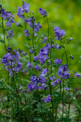 Flowers and inflorescence of Greek Valerian or Polemonium Coeruleum