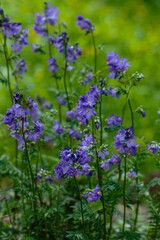 Flowers and inflorescence of Greek Valerian or Polemonium Coeruleum