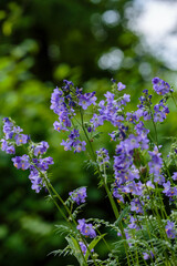 Flowers and inflorescence of Greek Valerian or Polemonium Coeruleum
